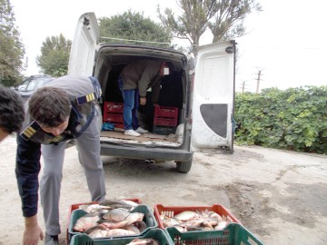 Tone de peşte, confiscate de frontieriştii constănţeni